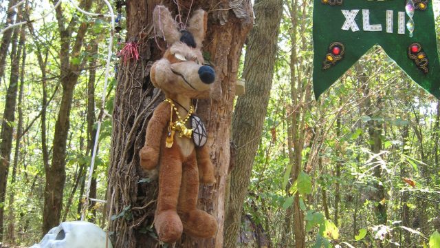 Wile E. holding court